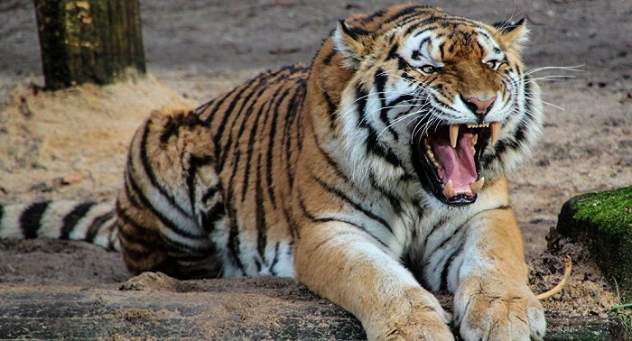 Indian High Court bans killing animals labeled ‘Man-Eaters
